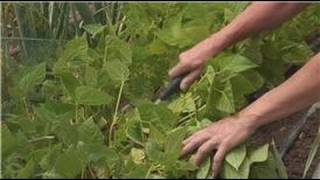 Nutritious Gardening  How to Grow Snap Beans [upl. by Eoj]