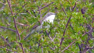 Goldcliff Birding 189  Lesser Whitethroat Avocet Dunlin 4K [upl. by Scarito318]