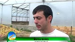 Marius Boroi  Bani din agriculturaavi [upl. by Brewster]