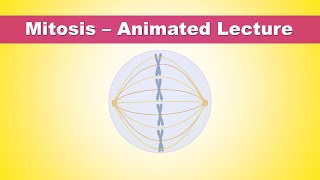 Mitosis Phases  Animated Lecture Embryology [upl. by Yduj597]