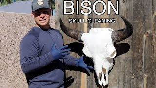 SKULL CLEANING A GIANT BISON quotHOW TOquot [upl. by Sualohcin35]