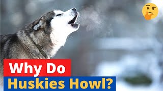 Why do Huskies howl 🤔 SECRET EXPOSED [upl. by Suivatra]