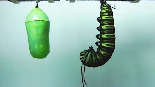 Monarch Butterfly Metamorphosis timelapse FYV [upl. by Lotti88]