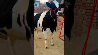 cow milkpower highmilkcow cattle dairy a2milkcow farming dairycows bull hfcowsforsel cow [upl. by Ahsilac409]