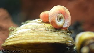 Ramshorn Snail Feeding in a Freshwater Aquarium [upl. by Lupee]