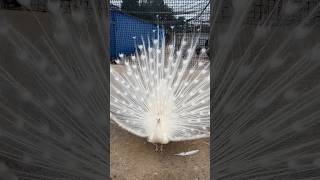 Peacock Bird Most different videos amp Mor Peacock dance pravinthakor peacock part224 [upl. by Ayekel]