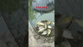 Live bait fishing [upl. by Dupuy]