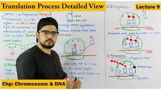 Translation  Protein Synthesis  Step wise  Lecture 9 [upl. by Roz]