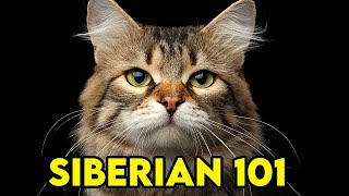 SIBERIAN Cat 101  EVERYTHING You NEED To Know  Cat Breeds 101 [upl. by Barcellona528]