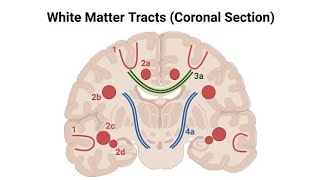 Projection FibersWhite Matter of Cerebrum Made Easy [upl. by Adao813]