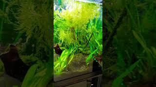 Creating A Stunning 29 Gallon Jungle Aquarium [upl. by Ecylahs]