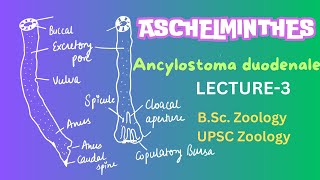 Ancylostoma duodenale  Parasitic Nematodes  Zoology  Notes in description [upl. by Yerac]