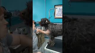 Wirehaired Pointing Griffon hand stripping [upl. by Herodias891]