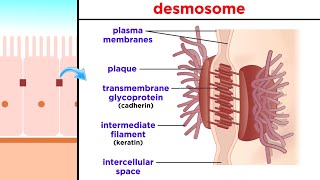 Types of Tissue Part 1 Epithelial Tissue [upl. by Kettie]