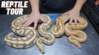 Reptile TOUR  300000 of ball pythons  Monarch  Ultramel  Desert Ghost  Sunset  VLOG 3 [upl. by Gnanmas]