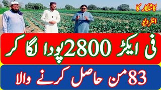 Cotton farming information FH 333 CKC 7 BS 315 CYTO 2424 Jadeed Technology Advanced Farming [upl. by Turne]