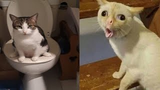 Compilation New Funniest Cat Videos 😹 You laugh You Lose 🤣 Best of Funny Cat Videos 😂 6 [upl. by Curson]