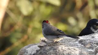 TICOTICOREICINZA  Coryphospingus pileatus  Pileated Finch  se alimentando [upl. by Hasheem]