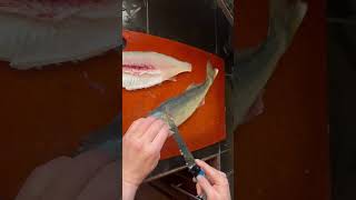 How to fillet a walleye I caught this one ice fishing on lake Winnipeg walleye howtofillet [upl. by Lemart]