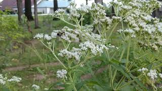 Boneset Eupatorium Perfoliatum [upl. by Tankoos]