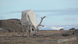 Spitsbergen cruise 2024 [upl. by Ynatil]