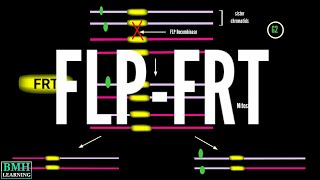 FLPFRT Recombination System  Mitotic Clone Generation Using FLPFRT System [upl. by Cilegna]