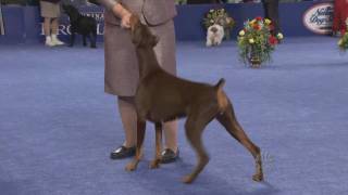 Doberman in Best in Show [upl. by Sarina]