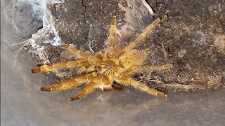 Feeding Pterinochilus murinus tarantula 2x [upl. by Melnick]