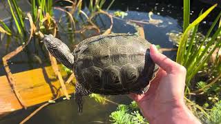 Hybrid Diamondback Terrapin Update Merps [upl. by Trey]