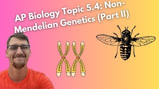 54 NonMendelian Genetics Morgans Experiments and Gene Mapping  AP Biology [upl. by Lemra]