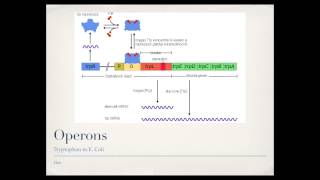 Bacterial Gene Regulation Operons [upl. by Bolen210]