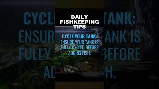 Make sure to cycle your tank before adding fish [upl. by Gorski]