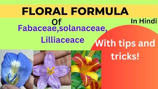 Floral Formula  FabaceaeSolanaceaeLiliaceae  class 11  In Hindi [upl. by Attenaej659]