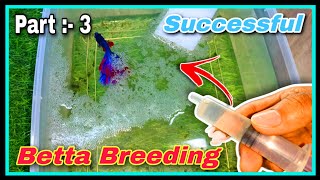 Part  3 🤩 How to Breed Betta Fish Step by Step 🤩 Successful Betta Fish Breeding Tutorial at Home [upl. by Teevens]