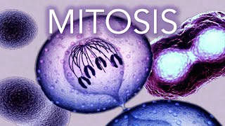 MITOSIS  MADE SUPER EASY  ANIMATION [upl. by Schwarz944]