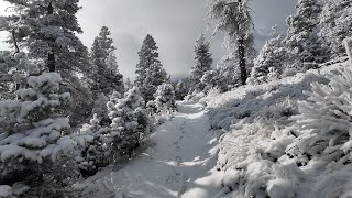 Running in the cold and snow within a winter wonderland in Cheyenne Canyon in Colorado Springs CO [upl. by Ettari]