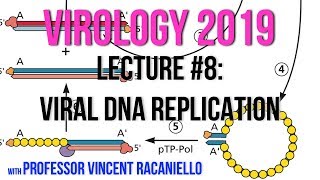 Virology Lectures 2019 8 Viral DNA Replication [upl. by Oirasor]