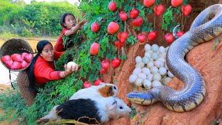 survival in the rainforest  Catch Snake egg in forest  Cooking Snake for dog Eating delicious [upl. by Previdi]