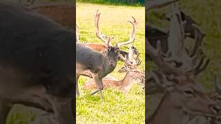 Magnificent Buck looks uncomfortable while shedding his Velvet 🫎 fallowdeer bucks [upl. by Svetlana589]