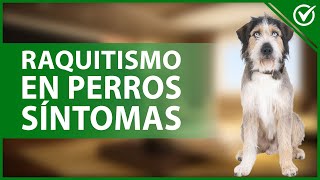 🐩 RAQUITISMO en PERROS Causas síntomas diagnóstico y tratamiento 😓🐩 [upl. by Ornstead]