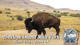 Antelope Island en voiture  Rencontre incroyable avec des bisons 🦬  Utah 4K [upl. by Alethea]