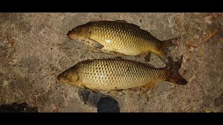 Pecanje šarana u Filadelfiji Carp fishing in Philadelphia [upl. by Aehta16]