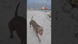 Red Tide In The Bay And Nova Couldnt Play 😞⛱️🐾🐕❤️ [upl. by Jermyn]