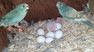 Breeding Blue Kakariki Parakeet  New Species [upl. by Cheyne]