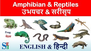 reptiles and amphibians list in English and Hindi  amphibians animals listamphibians list [upl. by Fenn]