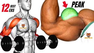 TOP 12 LONG HEAD BICEPS WORKOUT TO GET BIG PEAK AT GYM [upl. by Sherrard]