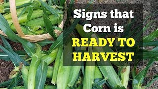 Signs that Corn is Ready to Harvest [upl. by Acinomaj418]