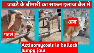 बैल मे जबड़े की गंभीर बीमारी का इलाज l Actinomycosis in bullock l Lumpy jaw Drmandloi [upl. by Blank961]