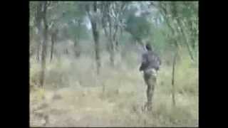 Moments of Truth Part 4 Hunting African Lion with Recurve Bow [upl. by Flodur]