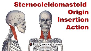 Sternocleidomastoid Anatomy Origin Insertion amp Action [upl. by Hillard]